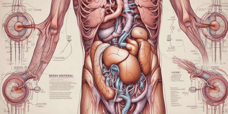 Urinary System Anatomy Quiz