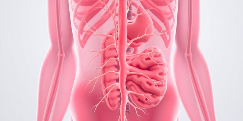 2-3 Autonomics Anatomy