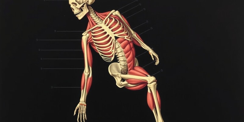 Classification of Skeletal Muscle