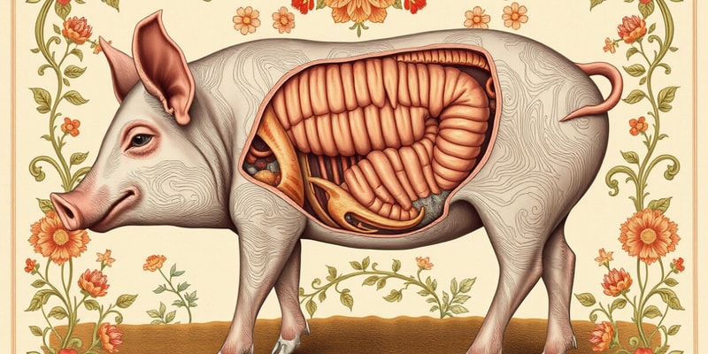 Swine Digestive System Diagram