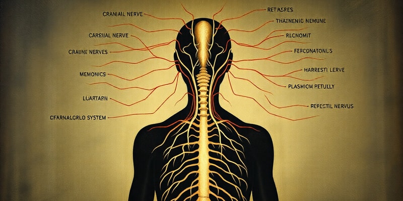 Cranial Nerves Quiz