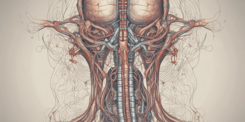 Anatomy of Thoracic Organs