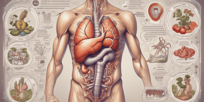 Digestive System Overview