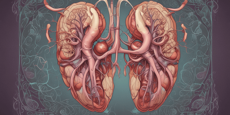 Human Anatomy: Kidneys and Renal Hilum