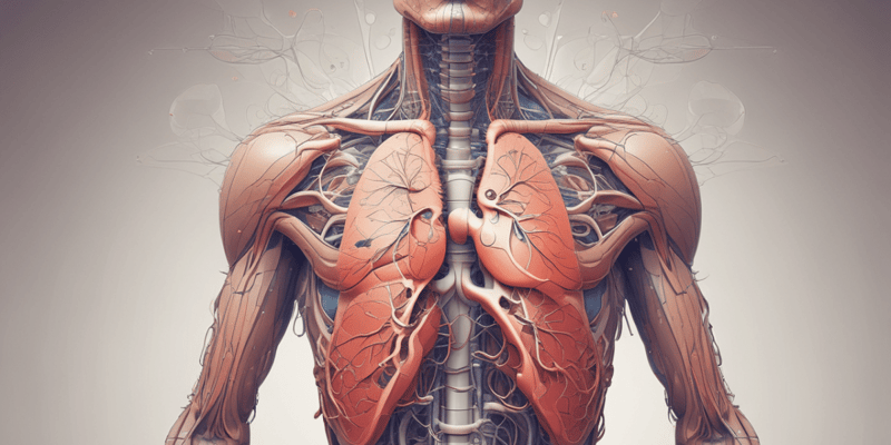 Atmung und Gasaustausch im menschlichen Körper