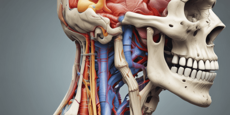 Anatomy of Head and Neck: Mastication, TMJ, and Swallowing