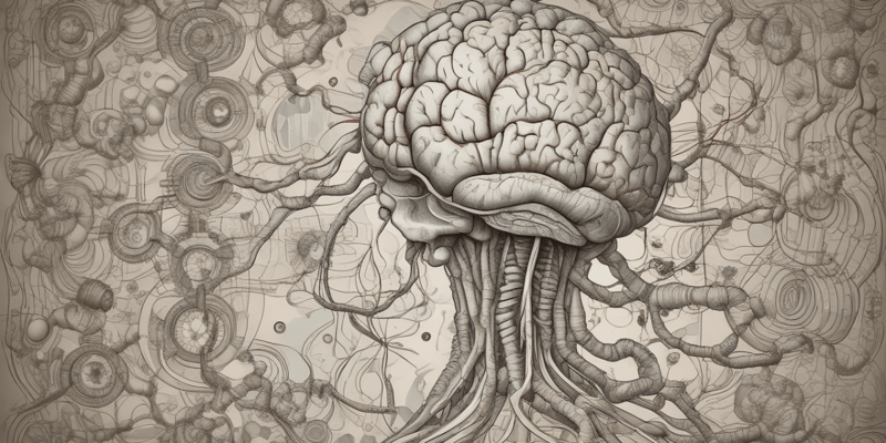 Anatomy of the Brain Stem
