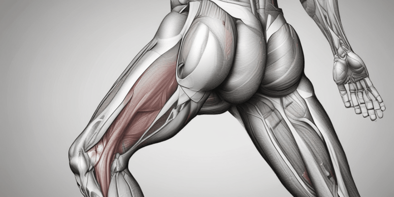 Medial Thigh Muscle Anatomy Quiz