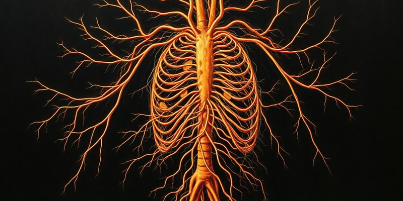 Human Nervous System Overview