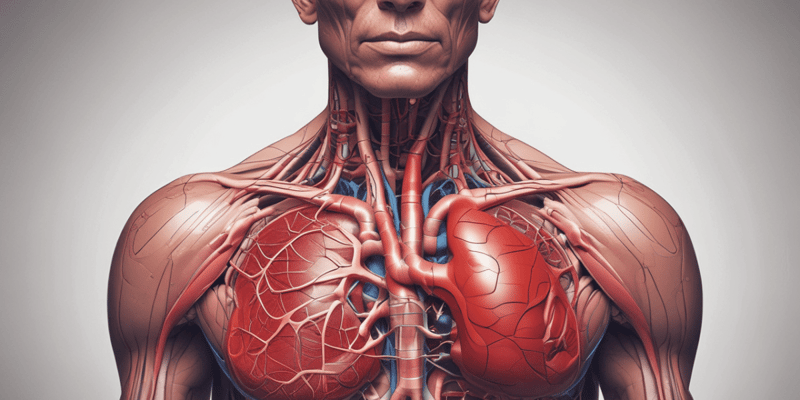 Circulatory System and Blood Flow