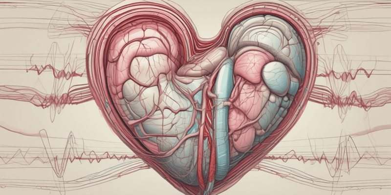 Cardiac Muscle Function