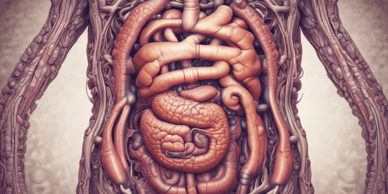Human Digestive System Overview