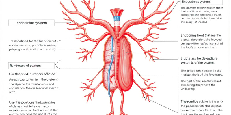 Endocrine System Flashcards - Chapter 13