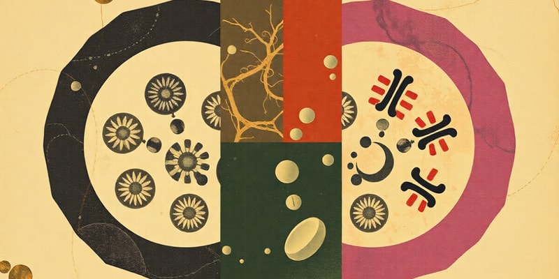 Mitosis Phases Overview