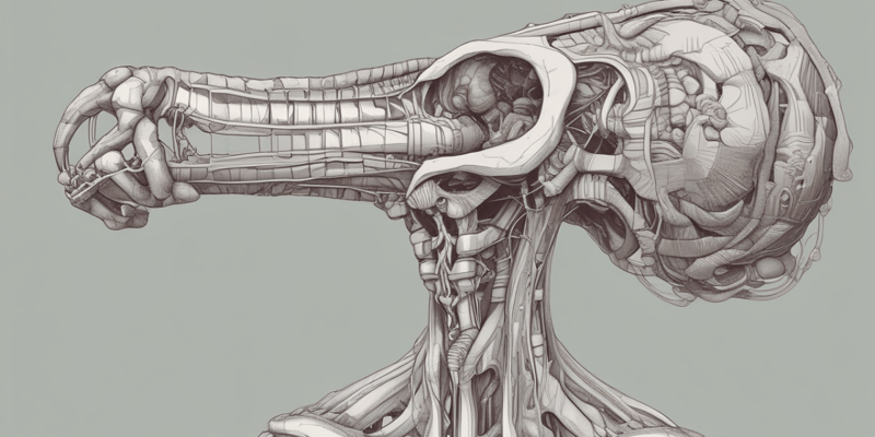 Anatomy of the Pharynx