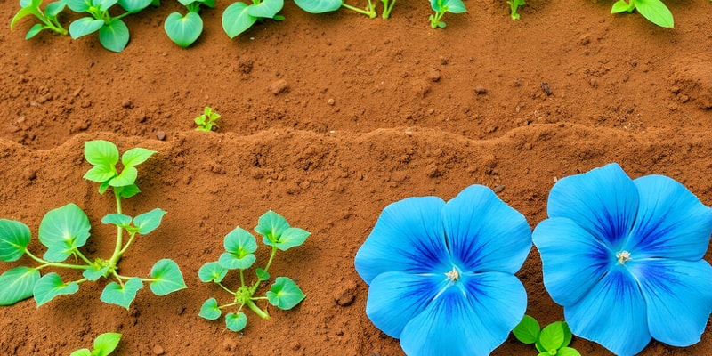 Vegetable Gardening