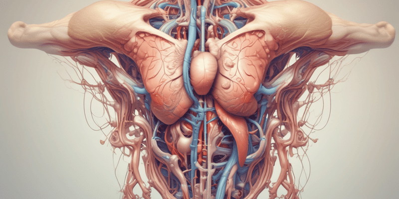 Ureter Anatomy Quiz