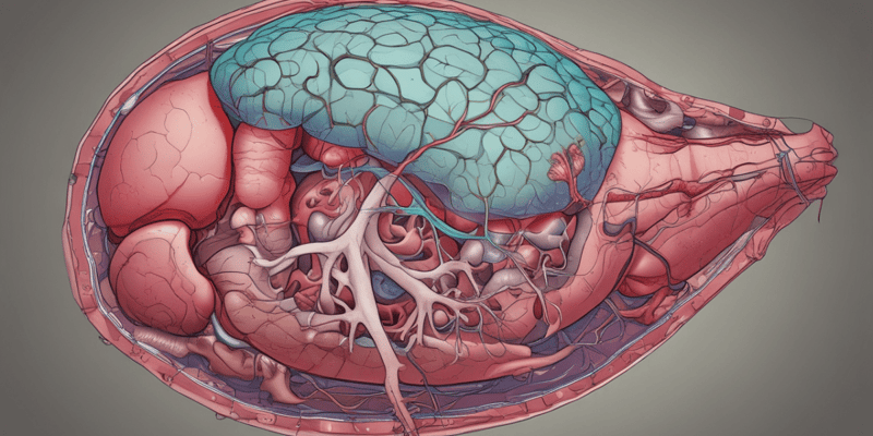 Anatomy of Liver Structure and Blood Vessels