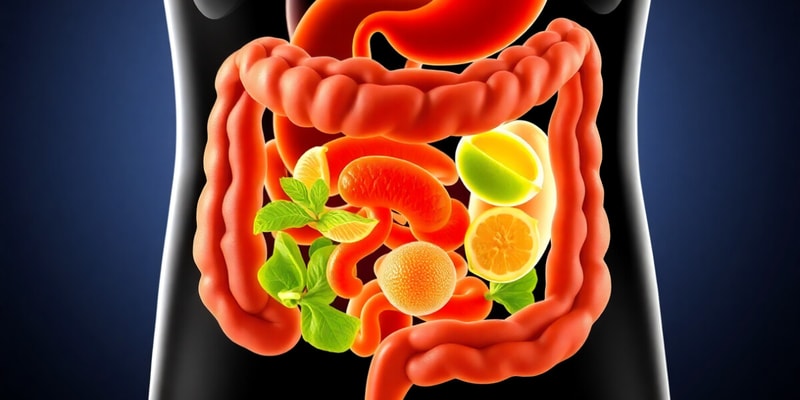 Digestive System Overview