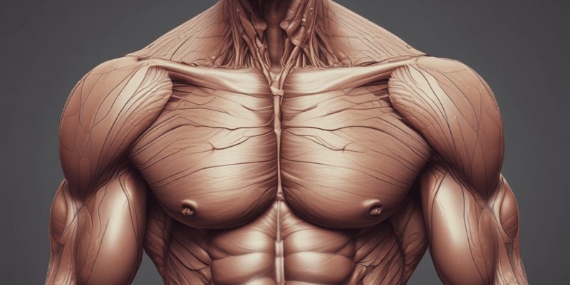Anatomia muscolare addominale