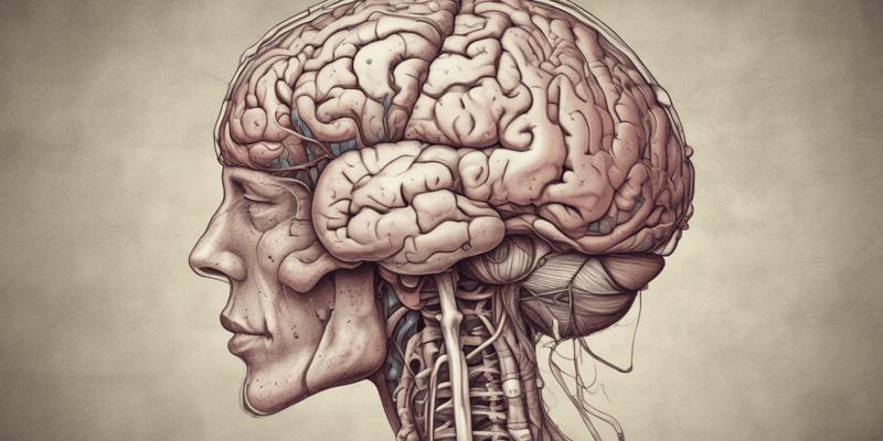 Anatomy of the Brain Quiz