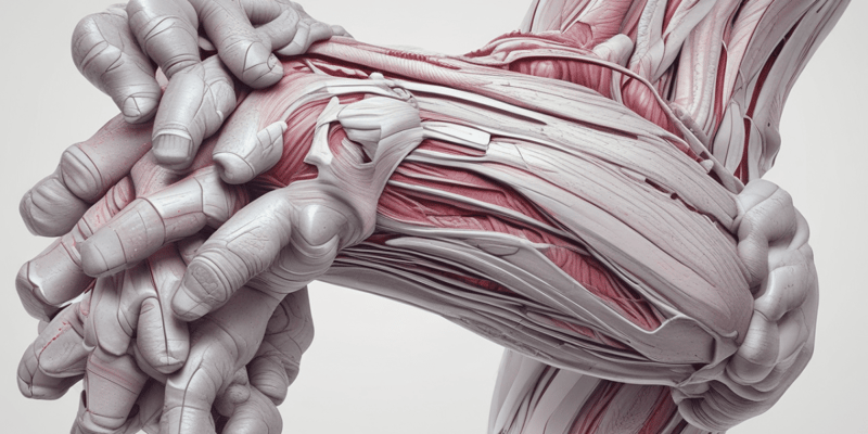 Anatomy of Forearm Muscles Quiz