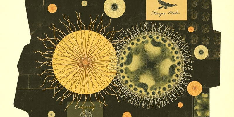 Unicellular vs Multicellular Organisms