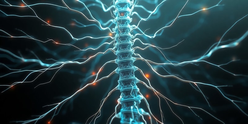 Spinal Cord and Nerves Overview