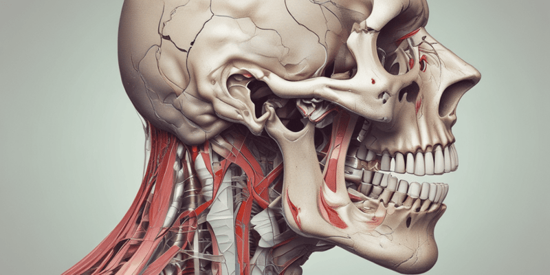 Anatomy of the Mouth and Throat