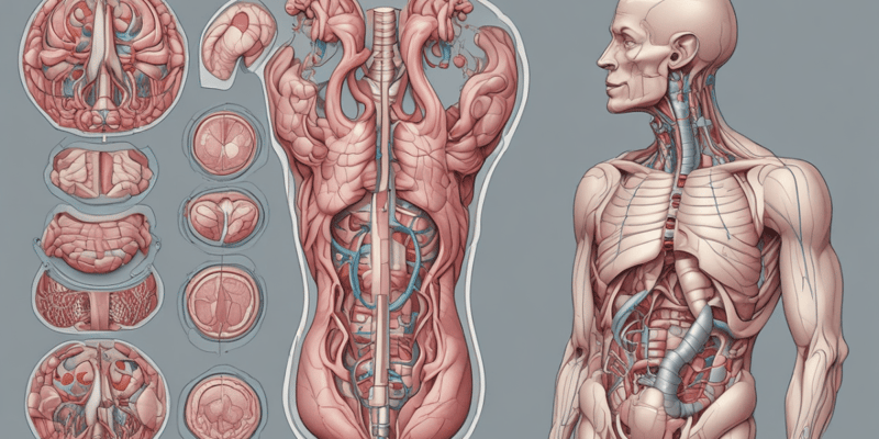 Anatomy of the Peritoneal Structures Quiz
