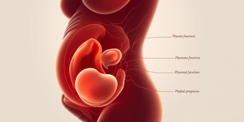 Fetal Development Month 3