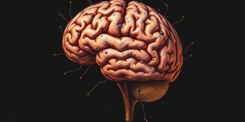 Brain Structure and Hormonal Influences Quiz