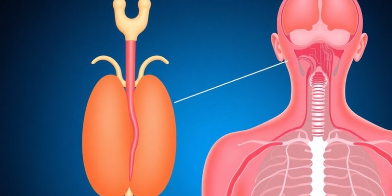 Pituitary and Hypothalamic Hormones Quiz