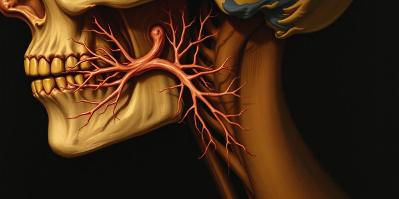 Accessory Nerve Quiz