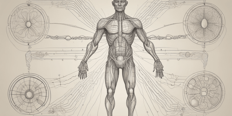 Homeostasis and Control Systems in the Human Body