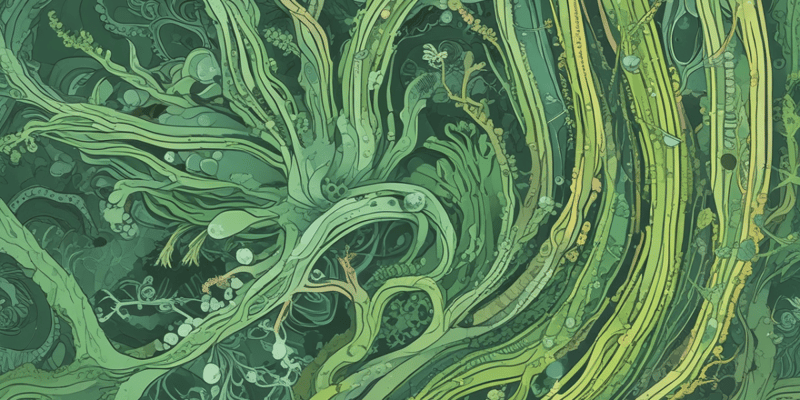 Volvox: Algas Verdes Clorofitas