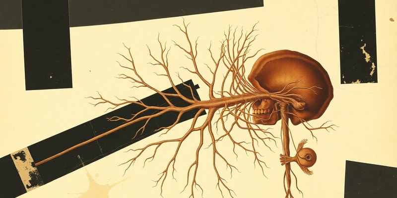 Cranial Nerves - Peripheral Nervous System Part A