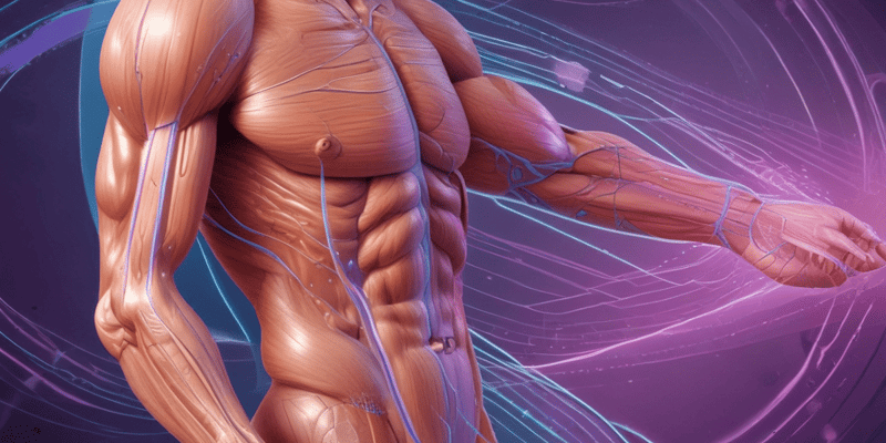 Muscular System 1.3