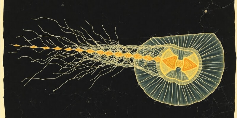 Sarcodina and Amoeba Overview