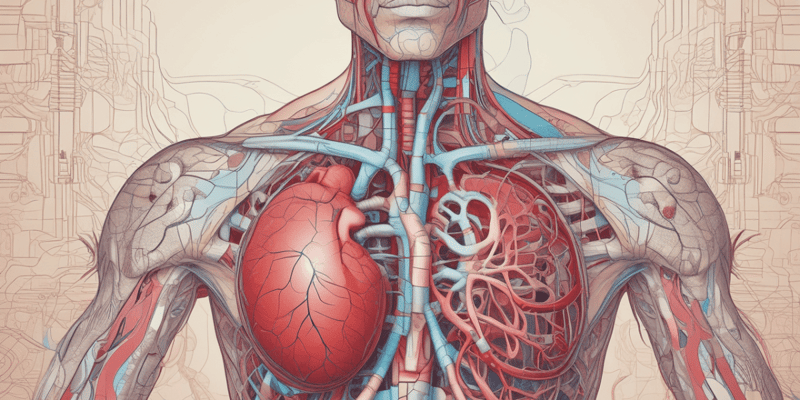 Hjertets funktion og anatomi