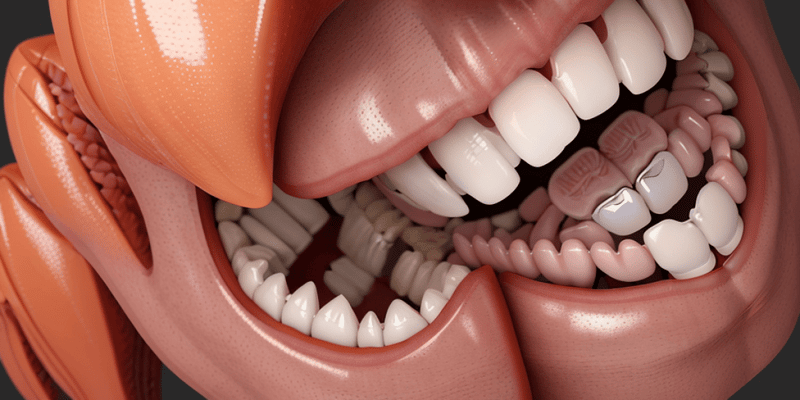 Deciduous Dentition Development Lecture 5 Quiz