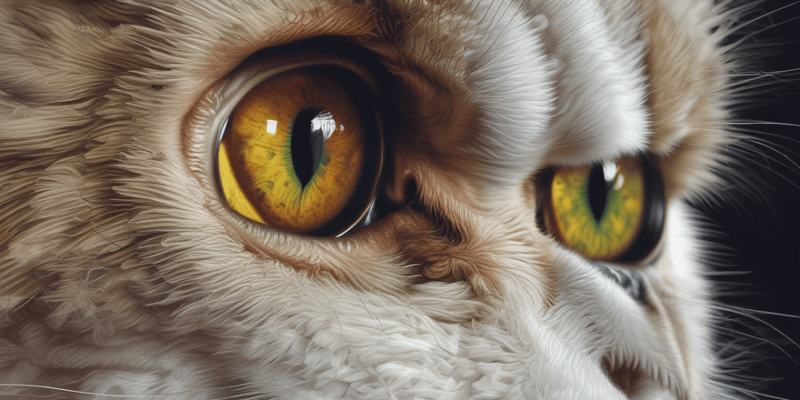 Nictitating Membrane Gland Prolapse (PNMG) in Veterinary Ophthalmology