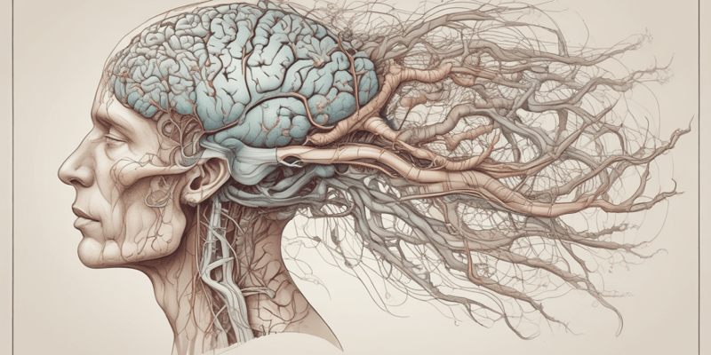 Neurology Basics: Brain and Nervous System