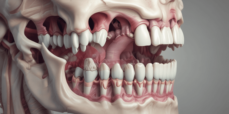Human Anatomy: Lower Jaw and Teeth