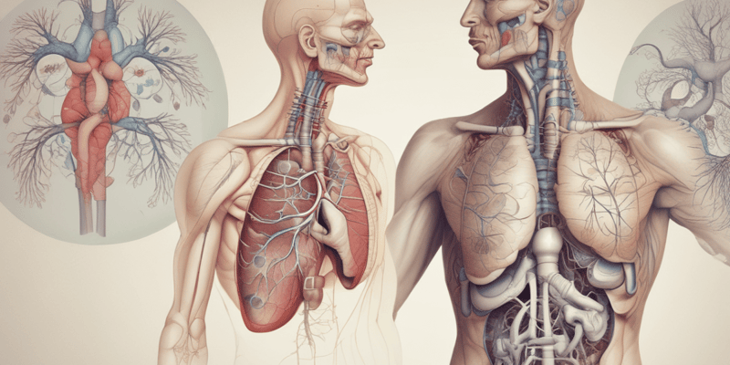 Respiratory System: Bronchioles