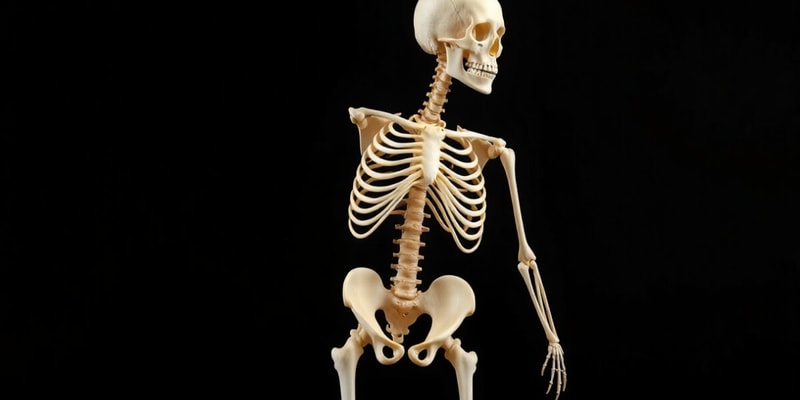 Overview of the Skeletal System