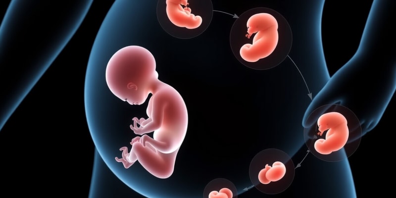 Fetal Development Stages Module 2.3