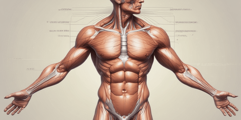 Anatomy: Endocrine System and Epicranial Aponeurosis Quiz
