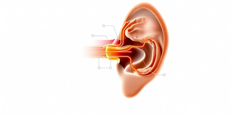 Hearing Pathway and Conduction Quiz