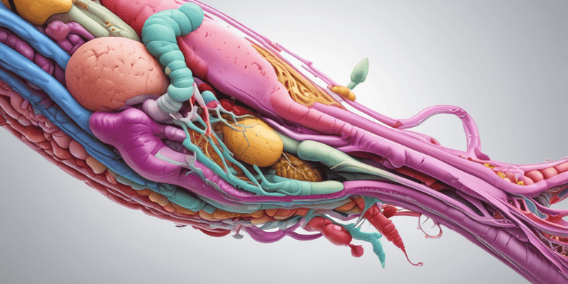 Biliary System and Pancreas Anatomy Quiz
